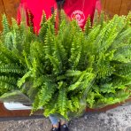 Ľadviník (Nephrolepis exaltata) ´GREEN LADY´ - výška 25-30 cm, kont. C2L